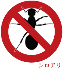 シロアリ
